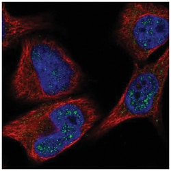 VXN Antibody, Novus Biologicals:Antibodies:Primary Antibodies