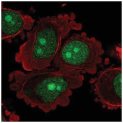 C8orf59 Antibody, Novus Biologicals:Antibodies:Primary Antibodies