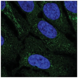 C9orf103 Antibody, Novus Biologicals 100&mu;L; Unlabeled:Antibodies, Polyclonal