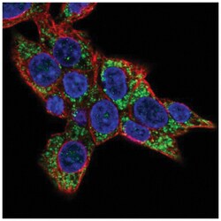 CABC1 Antibody, Novus Biologicals 100&mu;L; Unlabeled:Antibodies, Polyclonal