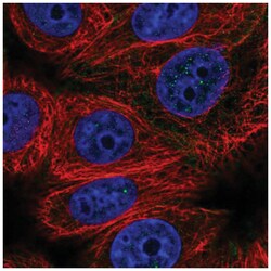 CABLES2 Antibody, Novus Biologicals:Antibodies:Primary Antibodies