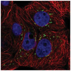 CACNB3 Antibody, Novus Biologicals:Antibodies:Primary Antibodies