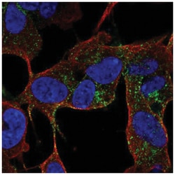 CACNG4 Antibody, Novus Biologicals:Antibodies:Primary Antibodies