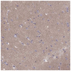 CACNG4 Antibody, Novus Biologicals:Antibodies:Primary Antibodies