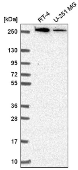 CAD Antibody, Novus Biologicals:Antibodies:Primary Antibodies