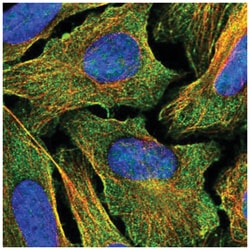 Cadherin-26 Antibody, Novus Biologicals 25 &mu;L, Unlabeled:Antibodies,