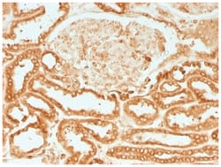 Calnexin Mouse anti-Human, Ratnegative, Clone-CANX/1541, Novus Biologicals