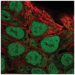 Calpain 13 Antibody, Novus Biologicals:Antibodies:Primary Antibodies