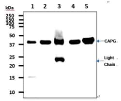 CapG Mouse anti-Human, Mouse, Clone: 1D10, Novus Biologicals 50&mu;L; Unlabeled:Antibodies,