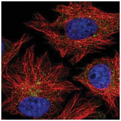 CARD10 Antibody, Novus Biologicals:Antibodies:Primary Antibodies