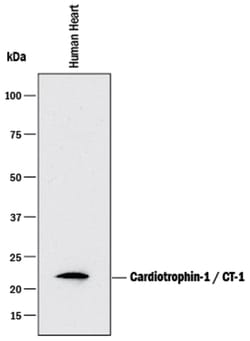 Human Cardiotrophin-1/CT-1 Antibody, R&D Systems&trade;
