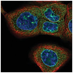 CASC3 Antibody, Novus Biologicals:Antibodies:Primary Antibodies