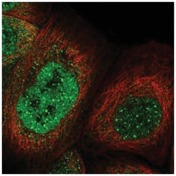 CASC5 Antibody, Novus Biologicals 100&mu;L; Unlabeled:Antibodies, Polyclonal