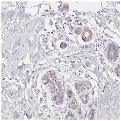 Casein Antibody, Novus Biologicals 100&mu;L; Unlabeled:Anticorps, Polyclonal