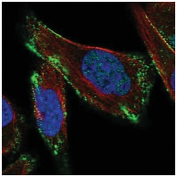 Caveolin-3 Antibody, Novus Biologicals 100&mu;L; Unlabeled:Antibodies,