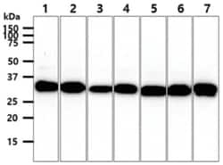 CBR3 Mouse anti-Human, Mouse, Clone: 7.00E+08, Novus Biologicals:Antibodies:Primary