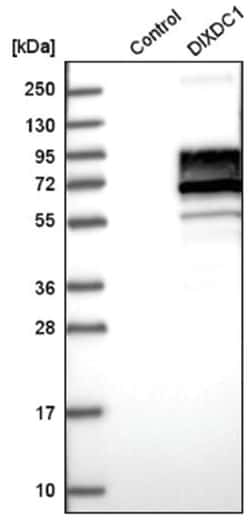 Ccd1/DIXDC1 Antibody, Novus Biologicals:Antibodies:Primary Antibodies