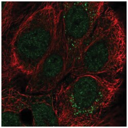 CCDC144A Antibody, Novus Biologicals:Antibodies:Primary Antibodies