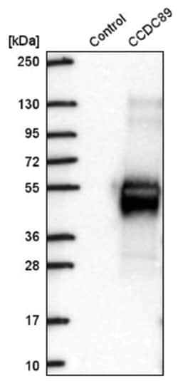 CCDC89 Antibody, Novus Biologicals 100&mu;L; Unlabeled:Antibodies, Polyclonal