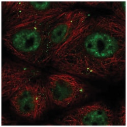 CCDC92 Antibody, Novus Biologicals:Antibodies:Primary Antibodies