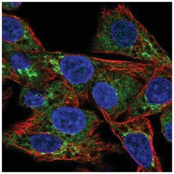 CCL15/MIP-1 delta Antibody, Novus Biologicals:Antibodies:Primary Antibodies