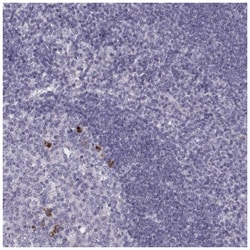 CCL19/MIP-3 beta Antibody, Novus Biologicals:Antibodies:Primary Antibodies