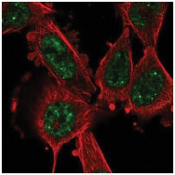 CCNL1 Antibody, Novus Biologicals:Antibodies:Primary Antibodies