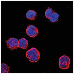 Human CCR9 Antibody, R D Systems 500&mu;g; Unlabeled:Antibodies, Monoclonal
