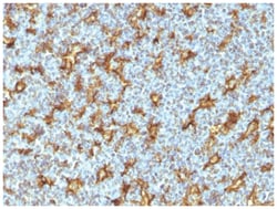 CD11c Mouse anti-Human, Clone-ITGAX/1242, Novus Biologicals:Antibodies:Primary
