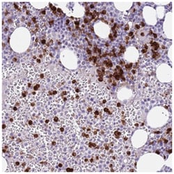 CD177 Antibody, Novus Biologicals 100&mu;L; Unlabeled:Antibodies, Polyclonal