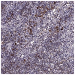 CD28 Antibody, Novus Biologicals 100&mu;L; Unlabeled:Antibodies, Polyclonal