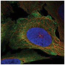 CD48/SLAMF2 Antibody, Novus Biologicals:Antibodies:Primary Antibodies