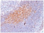 CD81 Mouse anti-Human, Mouse, Rat, Clone-1.3.3.22, Novus