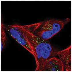CD82/Kai-1 Antibody, Novus Biologicals 25 &mu;L:Antibodies, Polyclonal