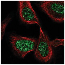 CDC25C Antibody, Novus Biologicals 25 &mu;L, Unlabeled:Antibodies, Polyclonal
