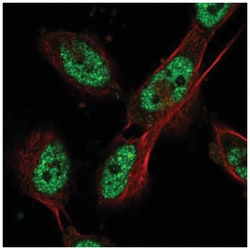Cdc27 Antibody, Novus Biologicals 25 &mu;L:Antibodies, Polyclonal