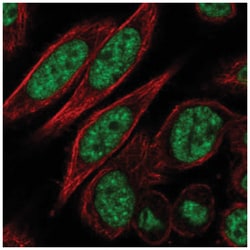 CDC2L2 Antibody, Novus Biologicals:Antibodies:Primary Antibodies