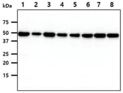 CDC37 Mouse anti-Human, Clone: 3G7, Novus Biologicals:Antibodies:Primary