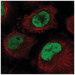 CDC40 Antibody, Novus Biologicals:Antibodies:Primary Antibodies