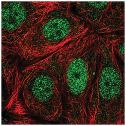 CDK10 Antibody, Novus Biologicals:Antibodies:Primary Antibodies