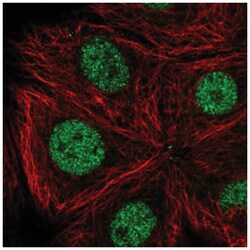 CDK10 Antibody, Novus Biologicals:Antibodies:Primary Antibodies