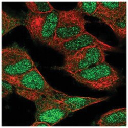 Cdk5 Antibody, Novus Biologicals:Antibodies:Primary Antibodies