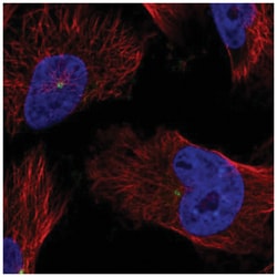 CDK5RAP2 Antibody, Novus Biologicals 100&mu;L; Unlabeled:Antibodies, Polyclonal