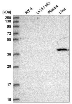 CDK8 Antibody, Novus Biologicals:Antibodies:Primary Antibodies