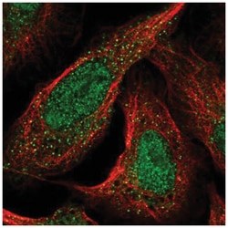 CDKL1 Antibody, Novus Biologicals:Antibodies:Primary Antibodies