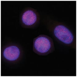 Human CDX2 Antibody, R D Systems 100&mu;g; Unlabeled:Antibodies, Monoclonal