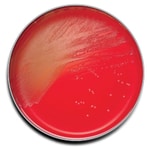 BD BBL™ Prepared Plated Media: Columbia CNA Agar with 5% Sheep Blood