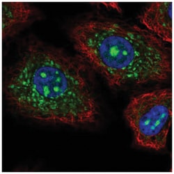 CEACAM19 Antibody, Novus Biologicals 100&mu;L; Unlabeled:Antibodies, Polyclonal