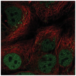 CEBP alpha Antibody, Novus Biologicals:Antibodies:Primary Antibodies