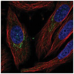 CEI Antibody, Novus Biologicals:Antibodies:Primary Antibodies